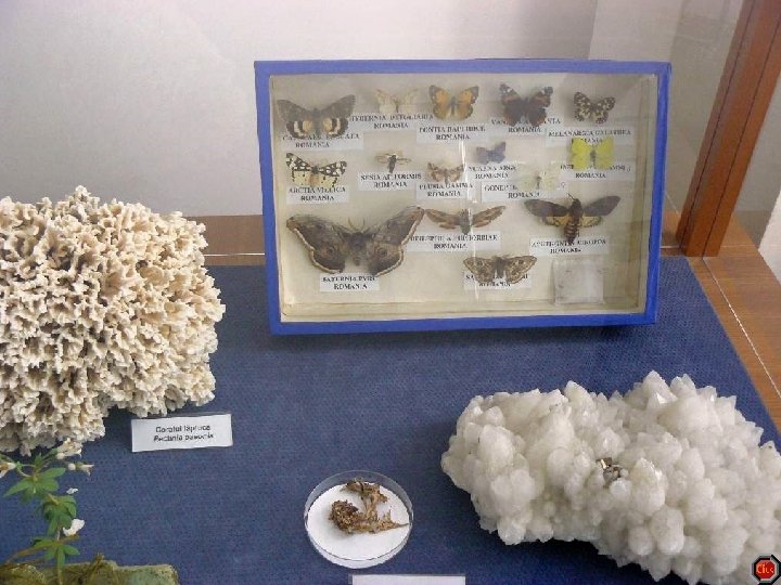 Le monde de papillons Le monde de papillons