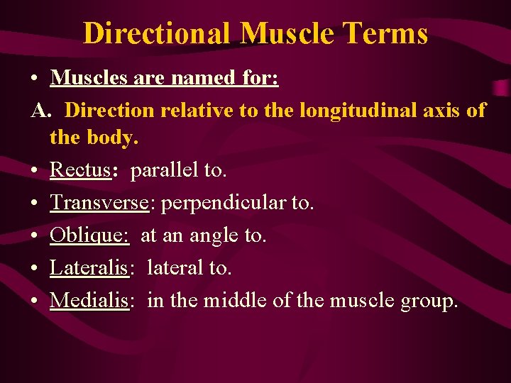 Directional Muscle Terms • Muscles are named for: A. Direction relative to the longitudinal