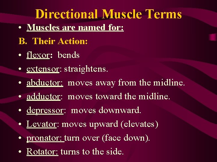 Directional Muscle Terms • Muscles are named for: B. Their Action: • flexor: bends