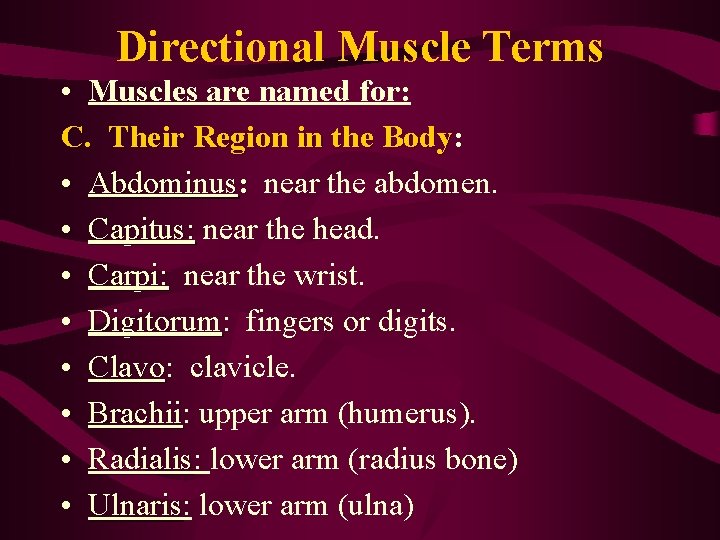 Directional Muscle Terms • Muscles are named for: C. Their Region in the Body: