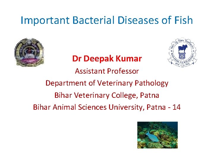 Important Bacterial Diseases of Fish Dr Deepak Kumar Assistant Professor Department of Veterinary Pathology