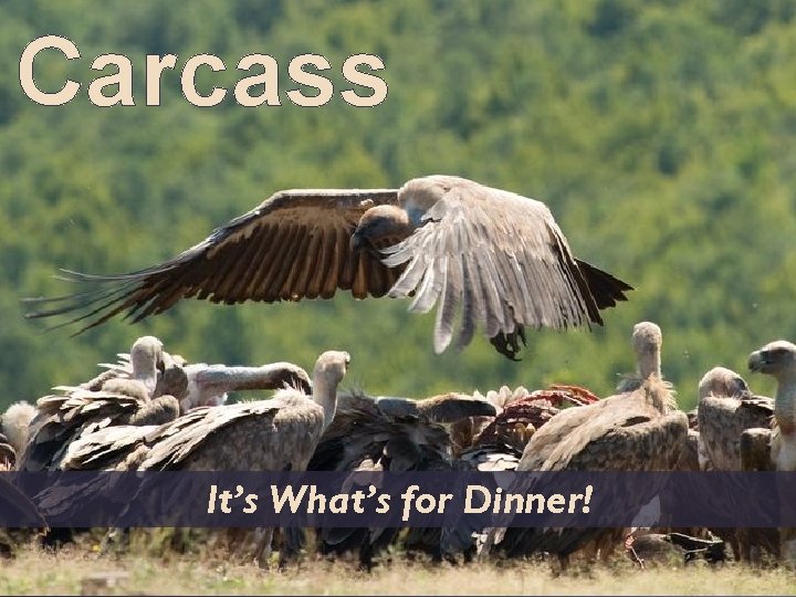 Carcass It’s What’s for Dinner! 