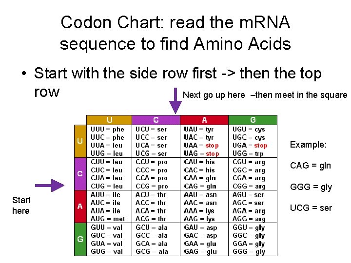Codon Chart: read the m. RNA sequence to find Amino Acids • Start with Codon Chart: read the m. RNA sequence to find Amino Acids • Start with
