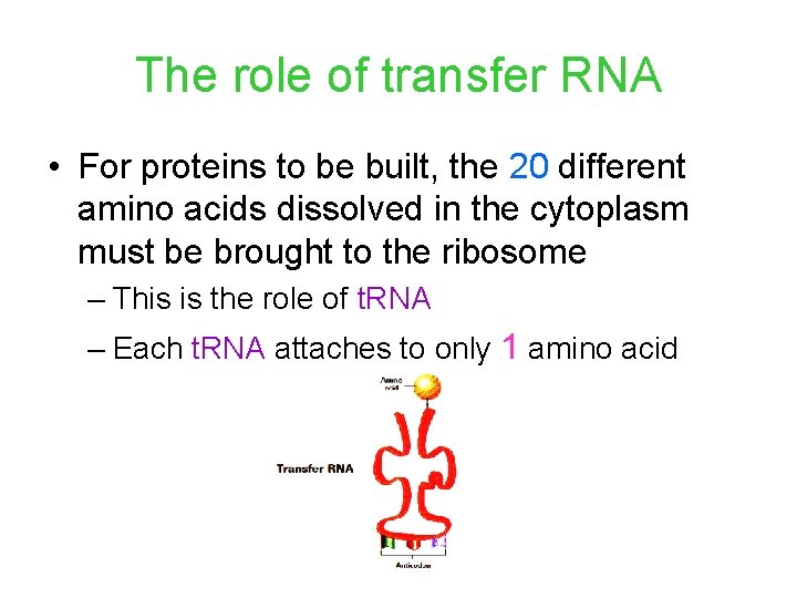 The role of transfer RNA • For proteins to be built, the 20 different The role of transfer RNA • For proteins to be built, the 20 different