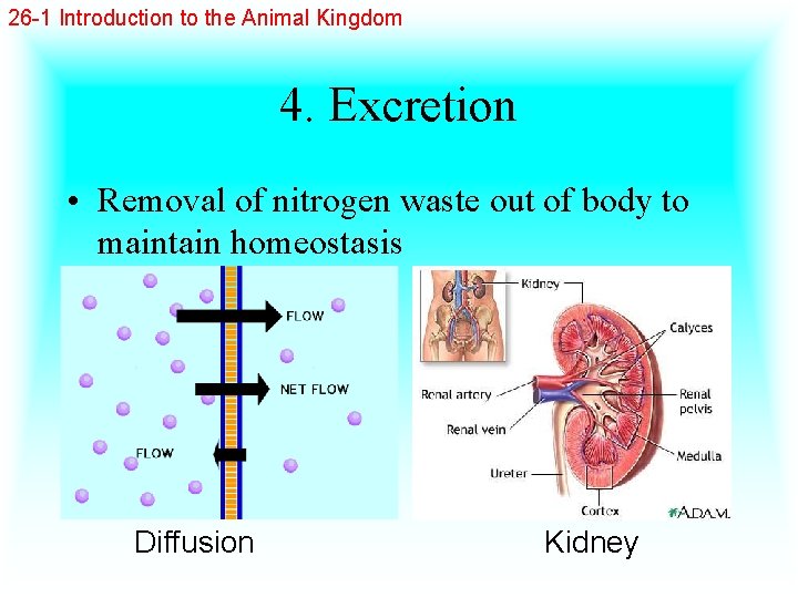 26 -1 Introduction to the Animal Kingdom 4. Excretion • Removal of nitrogen waste