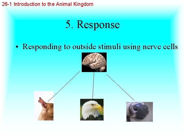 26 -1 Introduction to the Animal Kingdom 5. Response • Responding to outside stimuli