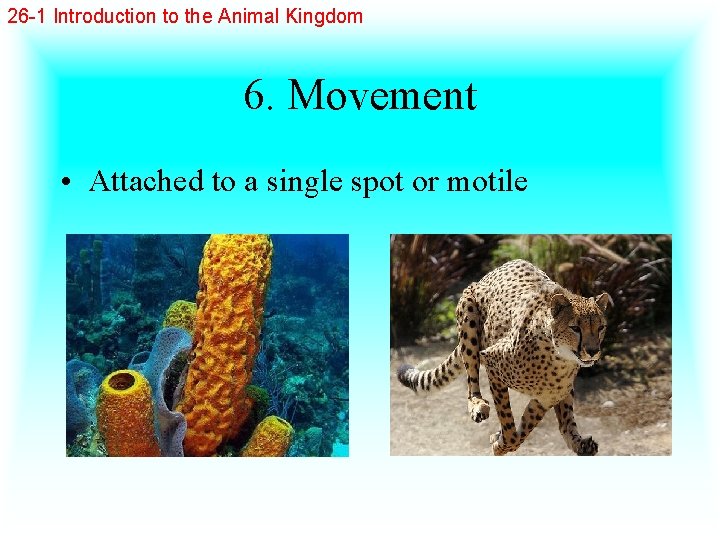 26 -1 Introduction to the Animal Kingdom 6. Movement • Attached to a single