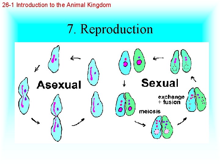 26 -1 Introduction to the Animal Kingdom 7. Reproduction 