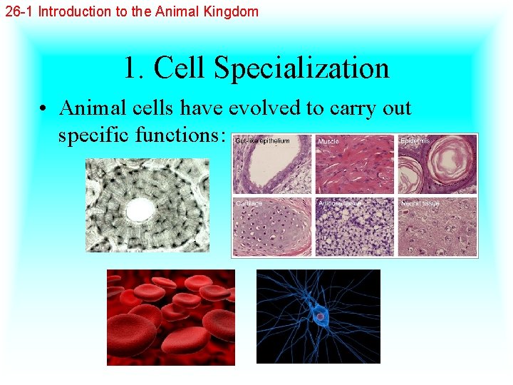 26 -1 Introduction to the Animal Kingdom 1. Cell Specialization • Animal cells have