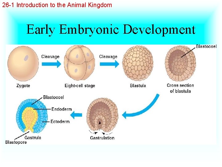 26 -1 Introduction to the Animal Kingdom Early Embryonic Development 