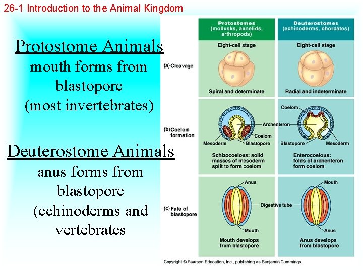26 -1 Introduction to the Animal Kingdom Protostome Animals mouth forms from blastopore (most
