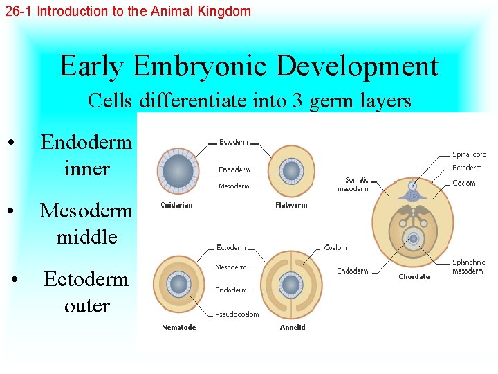 26 -1 Introduction to the Animal Kingdom Early Embryonic Development Cells differentiate into 3