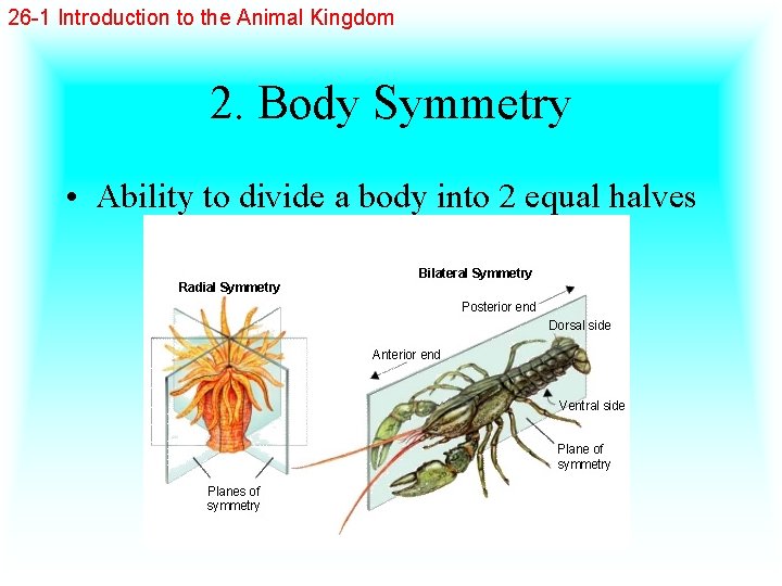 26 -1 Introduction to the Animal Kingdom 2. Body Symmetry • Ability to divide