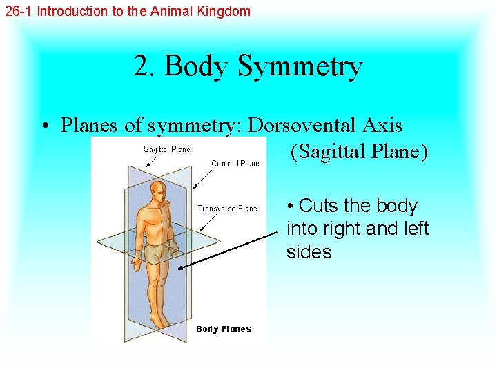 26 -1 Introduction to the Animal Kingdom 2. Body Symmetry • Planes of symmetry:
