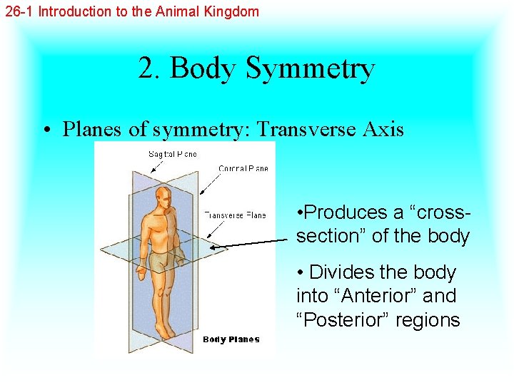 26 -1 Introduction to the Animal Kingdom 2. Body Symmetry • Planes of symmetry: