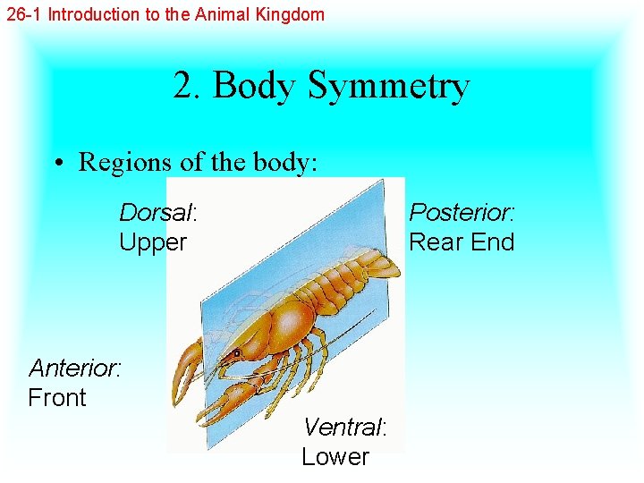 26 -1 Introduction to the Animal Kingdom 2. Body Symmetry • Regions of the