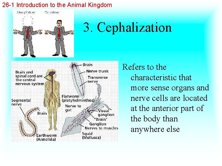 26 -1 Introduction to the Animal Kingdom 3. Cephalization Refers to the characteristic that
