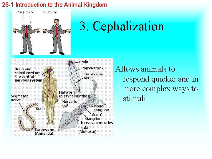 26 -1 Introduction to the Animal Kingdom 3. Cephalization Allows animals to respond quicker