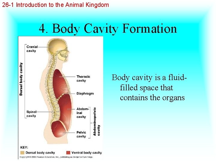 26 -1 Introduction to the Animal Kingdom 4. Body Cavity Formation Body cavity is