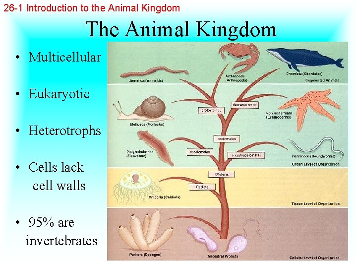 26 -1 Introduction to the Animal Kingdom The Animal Kingdom • Multicellular • Eukaryotic