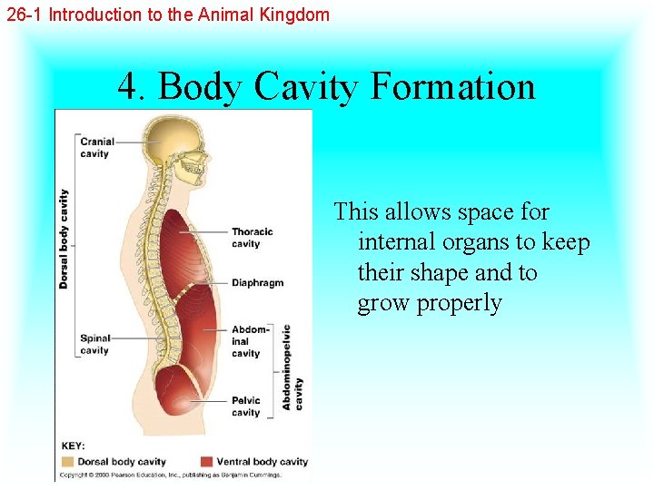 26 -1 Introduction to the Animal Kingdom 4. Body Cavity Formation This allows space