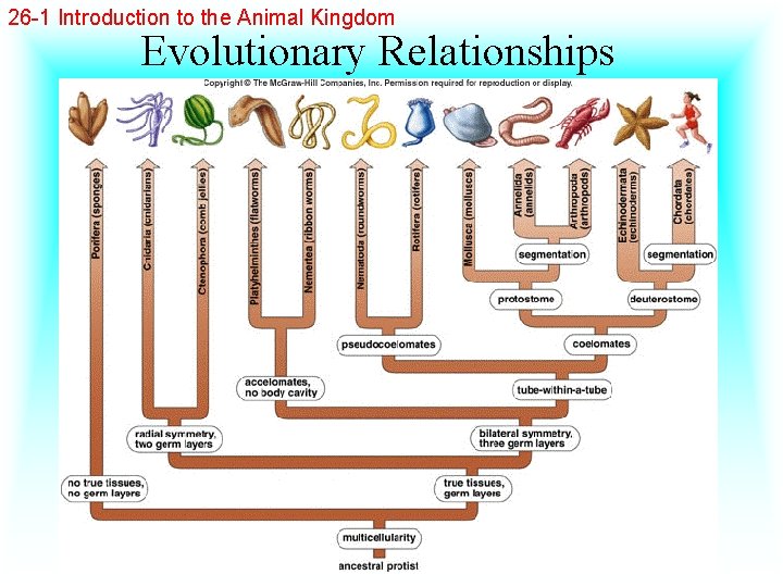 26 -1 Introduction to the Animal Kingdom Evolutionary Relationships 