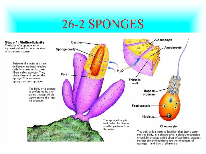 26 -2 SPONGES 