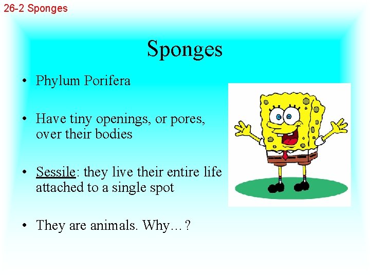 26 -2 Sponges • Phylum Porifera • Have tiny openings, or pores, over their