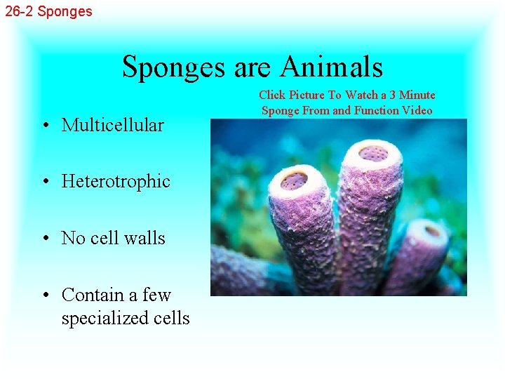 26 -2 Sponges are Animals • Multicellular • Heterotrophic • No cell walls •