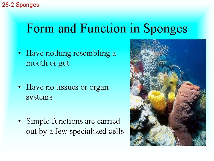 26 -2 Sponges Form and Function in Sponges • Have nothing resembling a mouth