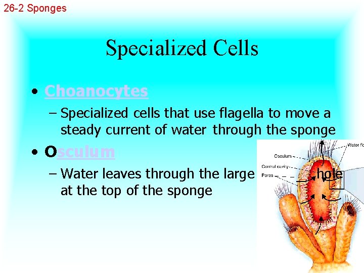 26 -2 Sponges Specialized Cells • Choanocytes – Specialized cells that use flagella to