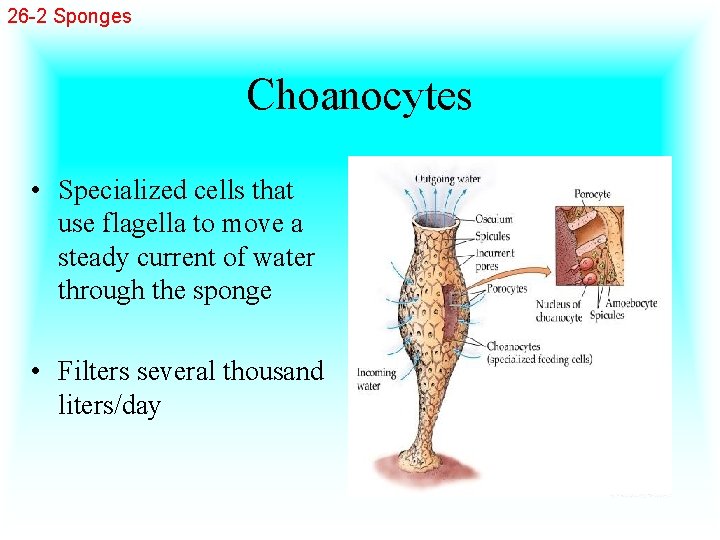 26 -2 Sponges Choanocytes • Specialized cells that use flagella to move a steady