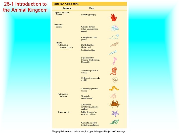 26 -1 Introduction to the Animal Kingdom 