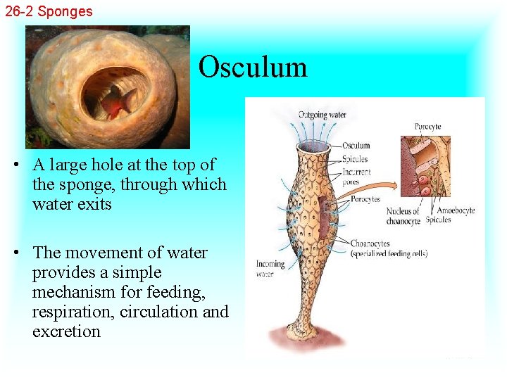 26 -2 Sponges Osculum • A large hole at the top of the sponge,