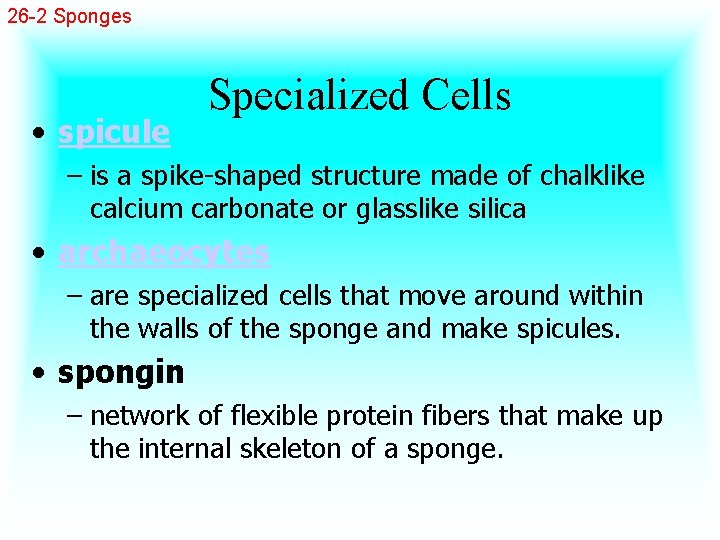 26 -2 Sponges • spicule Specialized Cells – is a spike-shaped structure made of