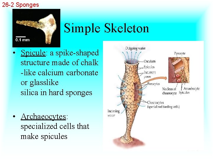 26 -2 Sponges Simple Skeleton • Spicule: a spike-shaped structure made of chalk -like