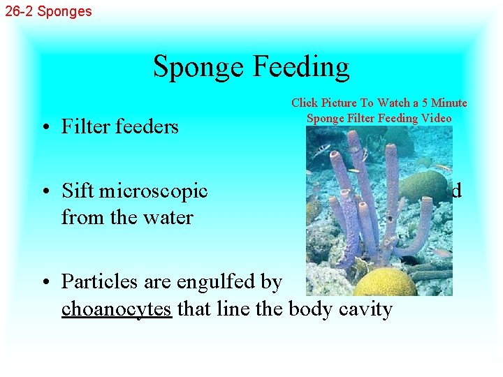 26 -2 Sponges Sponge Feeding • Filter feeders Click Picture To Watch a 5