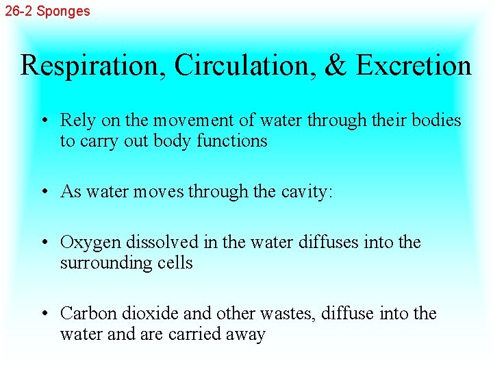 26 -2 Sponges Respiration, Circulation, & Excretion • Rely on the movement of water