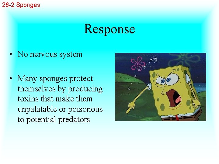 26 -2 Sponges Response • No nervous system • Many sponges protect themselves by