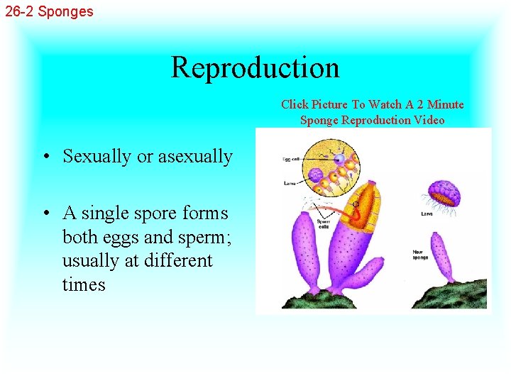 26 -2 Sponges Reproduction Click Picture To Watch A 2 Minute Sponge Reproduction Video