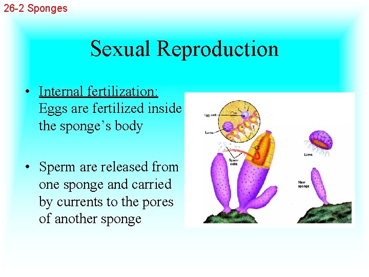 26 -2 Sponges Sexual Reproduction • Internal fertilization: Eggs are fertilized inside the sponge’s