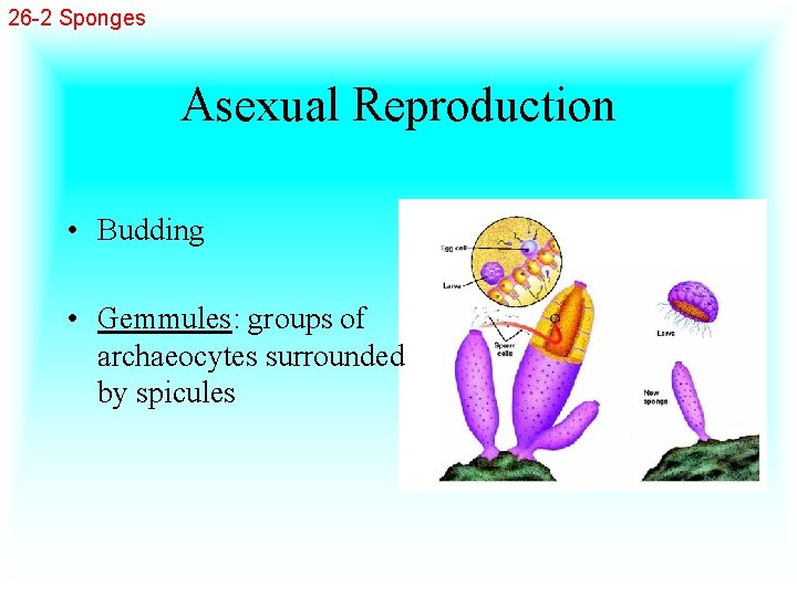 26 -2 Sponges Asexual Reproduction • Budding • Gemmules: groups of archaeocytes surrounded by