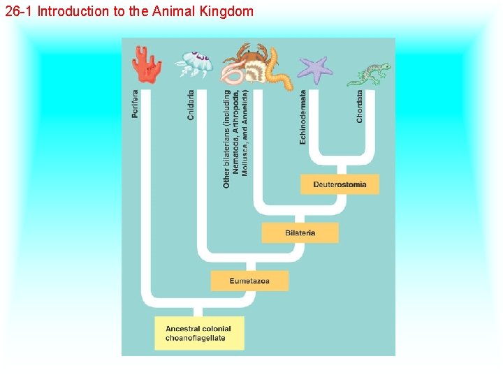 26 -1 Introduction to the Animal Kingdom 