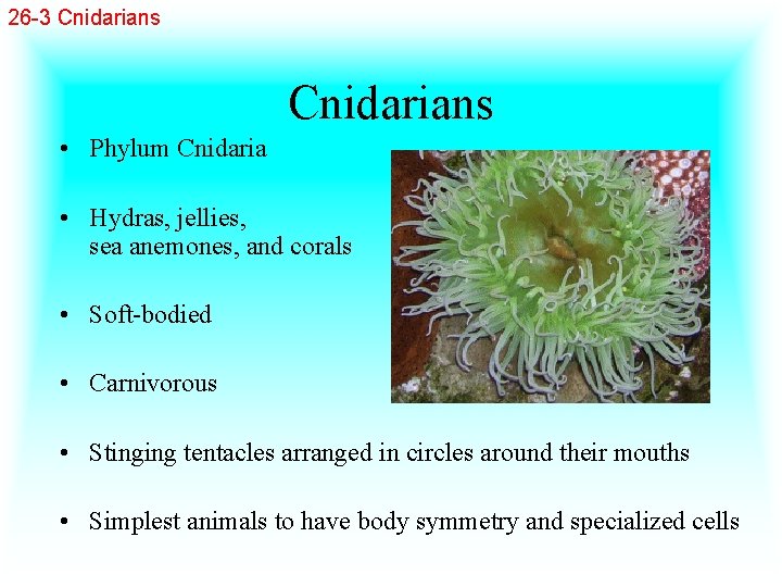 26 -3 Cnidarians • Phylum Cnidaria • Hydras, jellies, sea anemones, and corals •