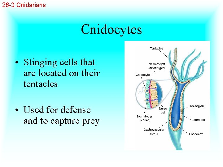 26 -3 Cnidarians Cnidocytes • Stinging cells that are located on their tentacles •
