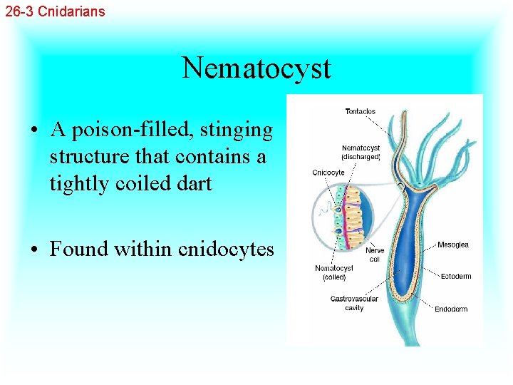 26 -3 Cnidarians Nematocyst • A poison-filled, stinging structure that contains a tightly coiled