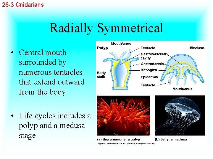 26 -3 Cnidarians Radially Symmetrical • Central mouth surrounded by numerous tentacles that extend