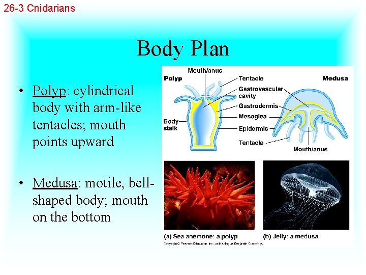 26 -3 Cnidarians Body Plan • Polyp: cylindrical body with arm-like tentacles; mouth points