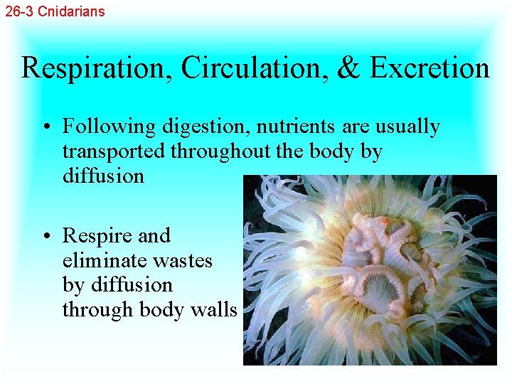 26 -3 Cnidarians Respiration, Circulation, & Excretion • Following digestion, nutrients are usually transported