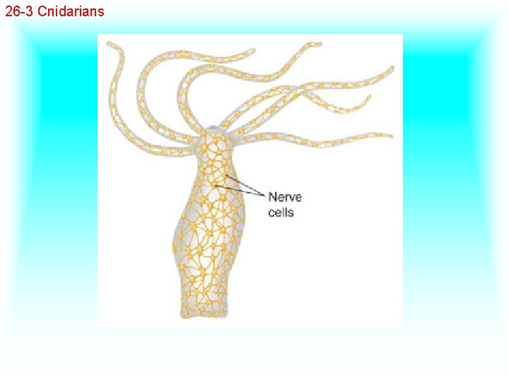 26 -3 Cnidarians 